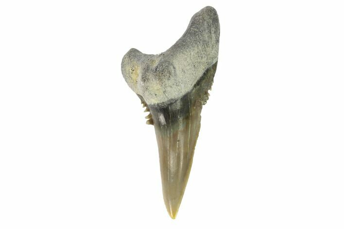 Bone Valley Shark Tooth (Hemipristis) - Lower Tooth #145144
